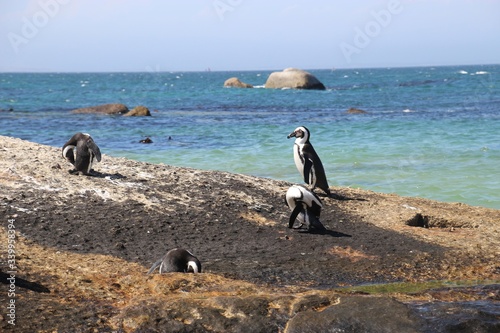 Spectacled penguins on a rock at Boulders Beach. In  Simon’s Town, where a penguin colony lives. South Africa, Africa.