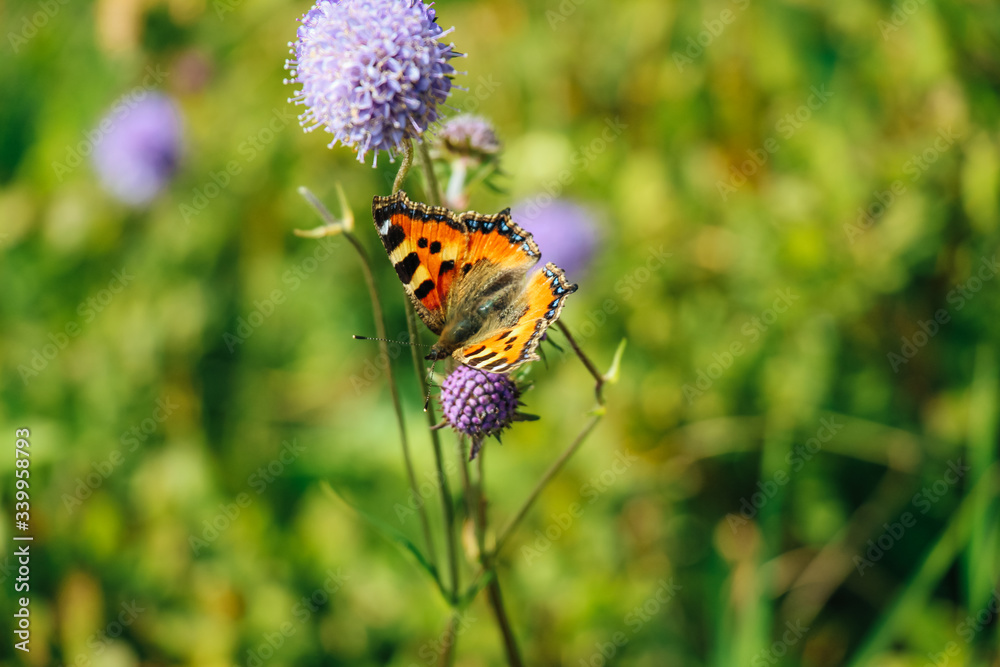Schmetterling auf Pflanze in freier Natur Schmetterling auf Pflanze in freier Natur