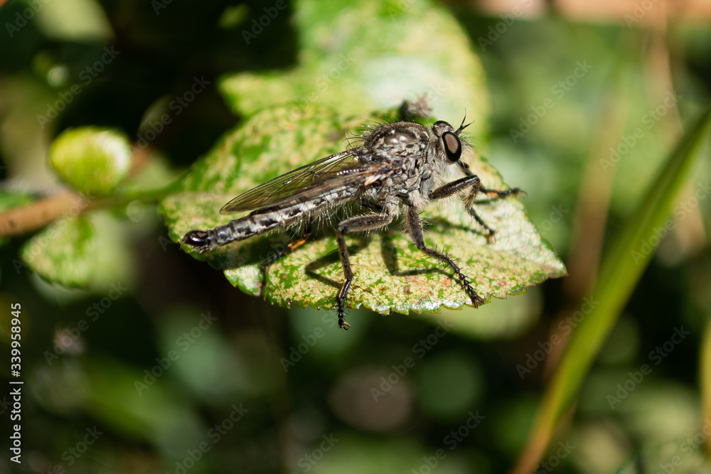 macro picture of a robber fly neoitamus on the sheet macro picture of a robber fly neoitamus on the sheet