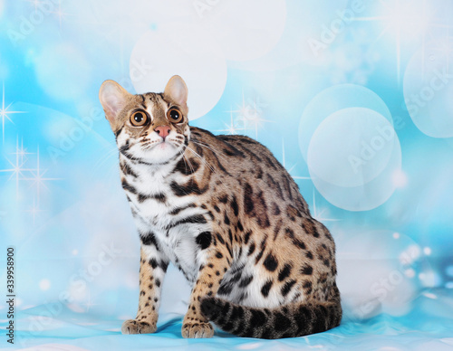 asian leopard cat in the blue background