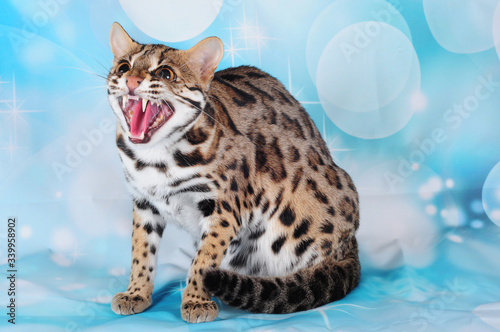 asian leopard cat in the blue background