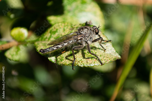 macro picture of a robber fly neoitamus on the sheet