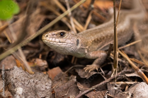 macro photography of a lizard in the wild