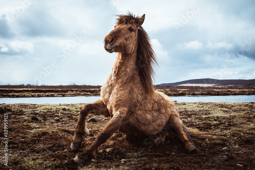 Icelandic horse en libertad en Islandia cercano a un rio levantándose del suelo. photo