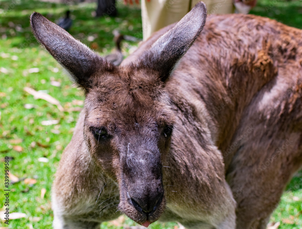 Fototapeta premium Portrait of old grey kangaroo. Symbol of Australia. Muscled kangaroo.