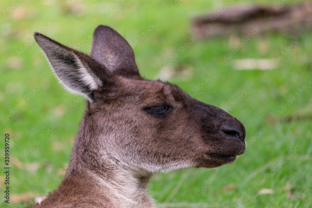 Fototapeta premium Portrait of grey kangaroo. Symbol of Australia during resting. 