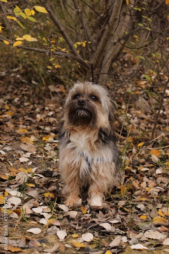 Perro en un paisaje oto  al  de raza peque  a peludo