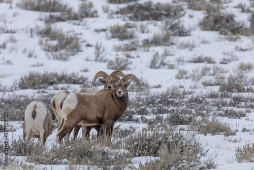 Herd of Bighorn Sheep in Wyoming in Winter