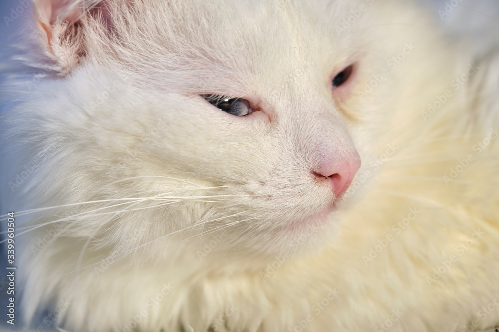 Turkish angora sleeps Turkish angora sleeps