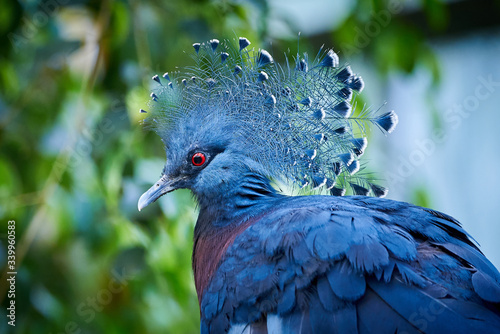 Victoria crowned pigeon head closeup  (Goura victoria)