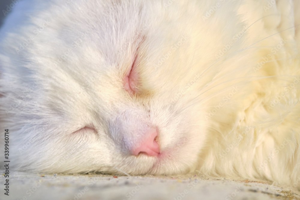 Turkish angora sleeps Turkish angora sleeps