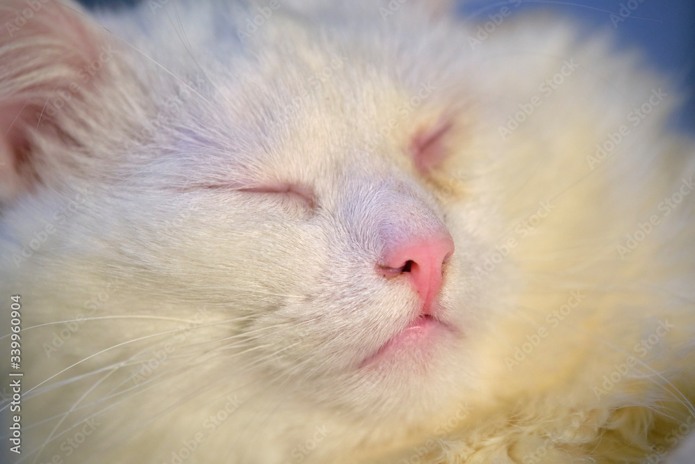 Turkish angora sleeps