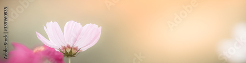 Nature of flower in garden using as cover page background natural flora wallpaper or template brochure landing page design