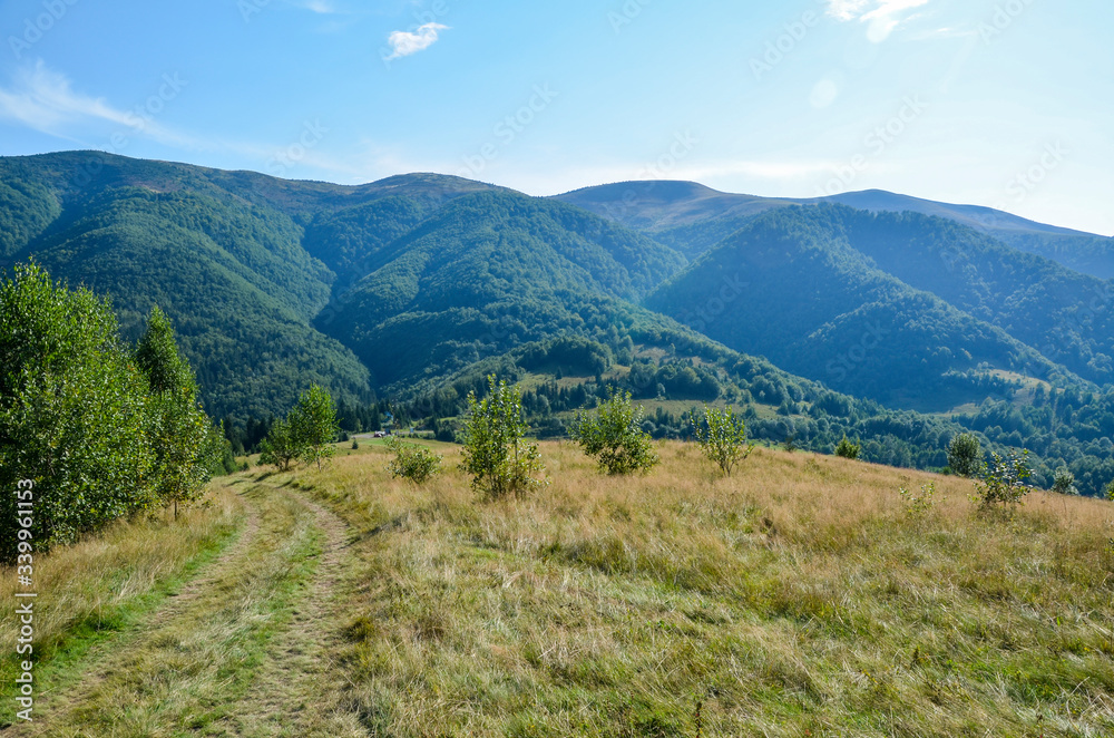 Golden field near green trees on hills. Sun and clouds - panoramic landscape of Carpathian mountains, Ukraine