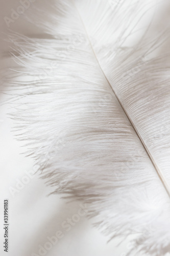 
Beautiful white feather on a white background. Daylight. Minimalism. Monochrome. Background, texture. Place for text. Pastel colors
