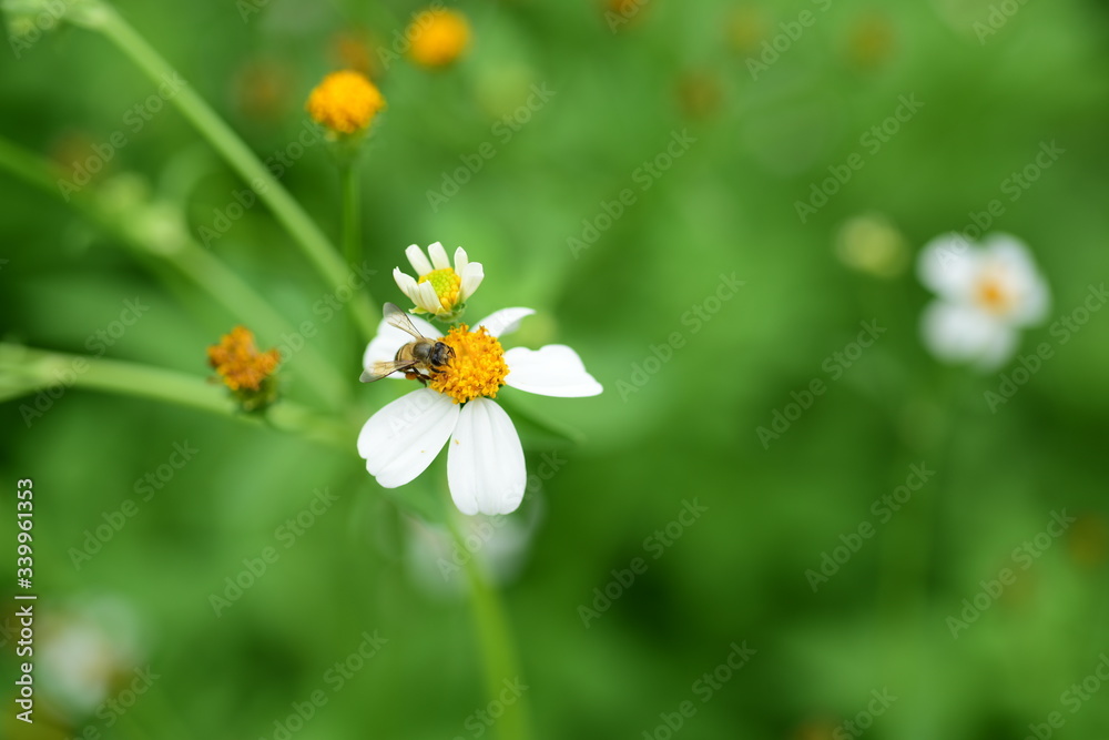 Flowers and small bees and butterflies natural beauty
Flowers and small bees and butterflies natural beauty