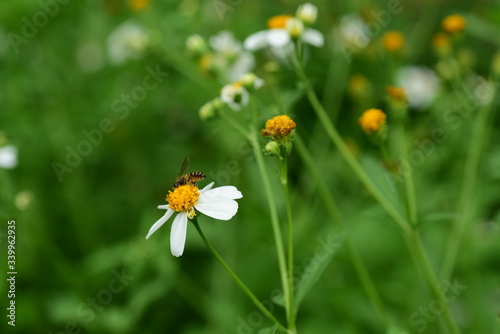 Flowers and small bees and butterflies natural beauty 