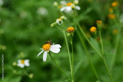 Flowers and small bees Beauty in nature
