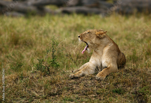 Lioness, Masai Mara