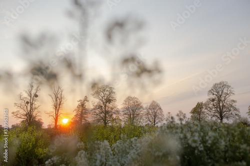 Wild flowers shot with gorgeous sunset light.