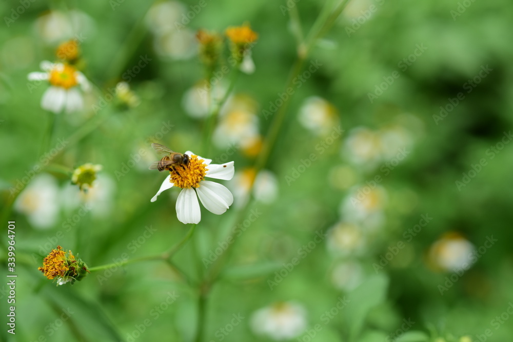 Colorful flowers in the garden,flower blooming. Colorful flowers in the garden,flower blooming.