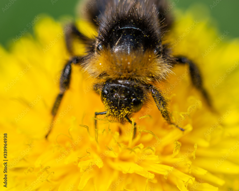 Bumblebee on a dandelion flower. Close up. Blurred background. Bumblebee on a dandelion flower. Close up. Blurred background.
