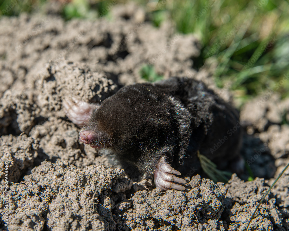 Black Mole ( European Mole) coming out of his Earth hill Black Mole ( European Mole) coming out of his Earth hill
