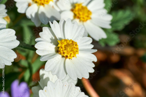 Texas Plains Blackfoot daisy wildflower