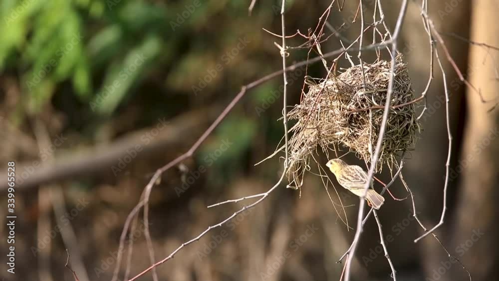 Yellow bird and nest on the branch