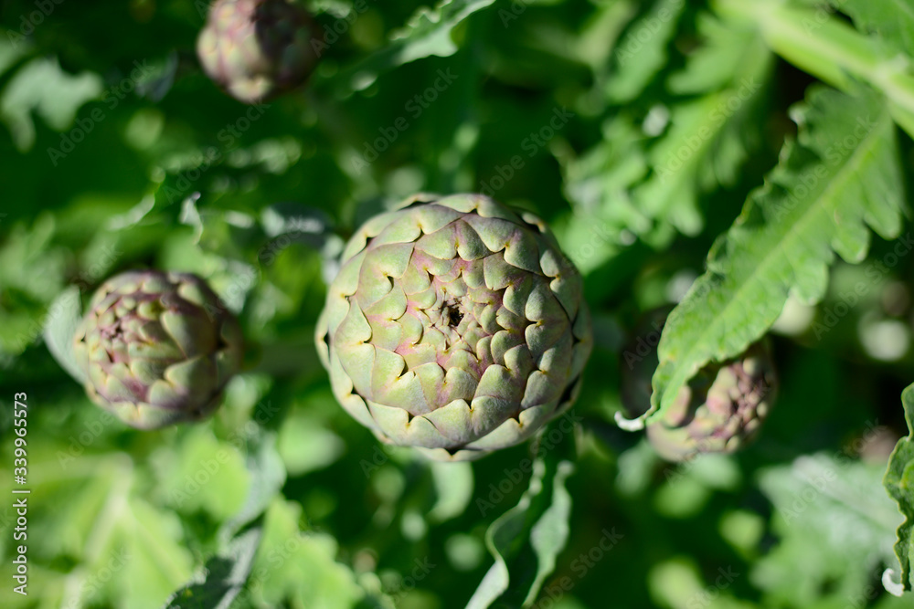 ripe artichoke organic in the vegetable garden outdoor during sunnyday ripe artichoke organic in the vegetable garden outdoor during sunnyday
