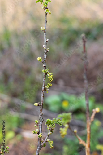 A sprig of fruit tree with blossoming young green buds on a blurry spring background