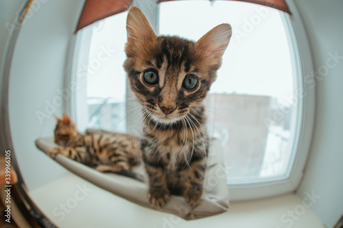 Cute charcoal bengal kitty cat laying on the cat's window bed watching on the room.