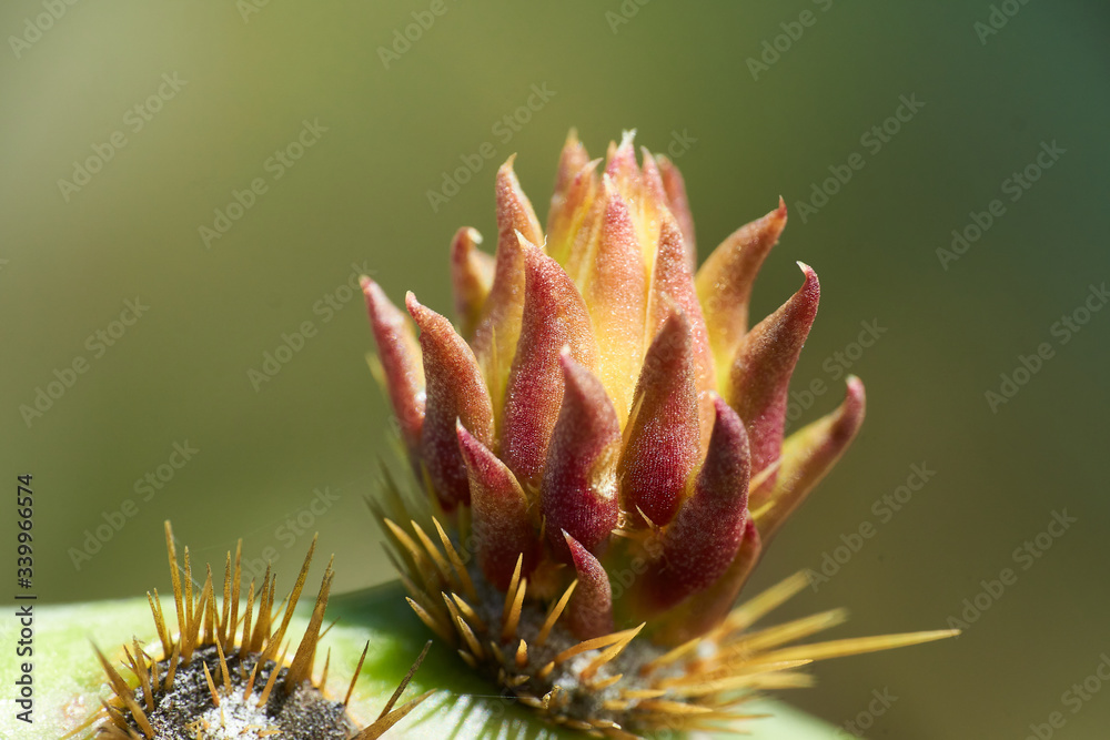 New Buds on Prickly Pear Cactusin the springtime in Texas New Buds on Prickly Pear Cactusin the springtime in Texas