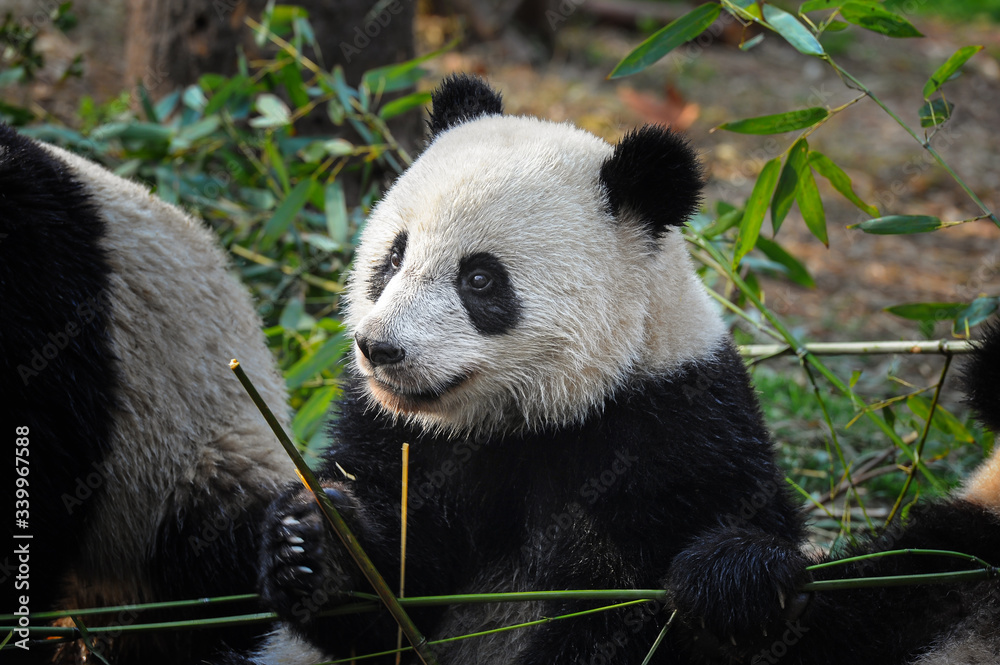 Fototapeta premium Cute giant panda bear eating bamboo