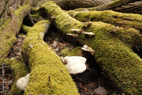 mushrooms & moss