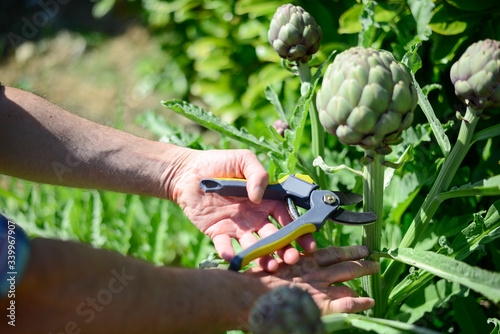 ripe artichoke organic being cut and harverst in the vegetable garden outdoor during sunnyday photo