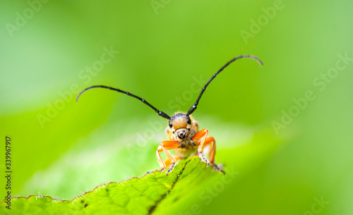 owad spotkanie oko w oko © Robert Borek