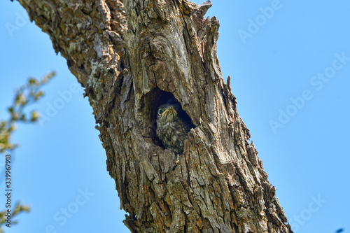 Eastern Bluebird (Sialia sialis) Chick sitting in mouth of hole in a tree. Texas