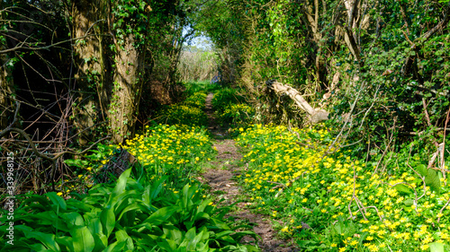 A Hampshire footpath in spring