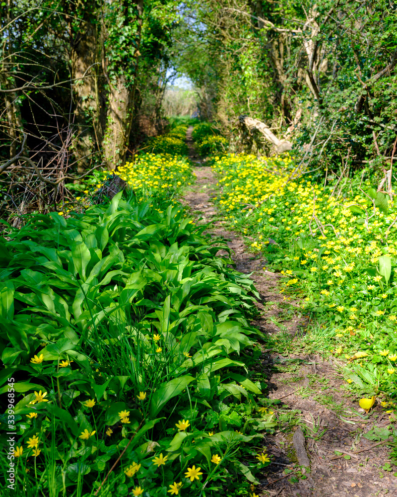 Obraz premium A Hampshire footpath in spring