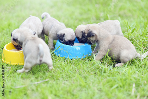 Cute puppies brown Pug eating goat milk in dog bowl