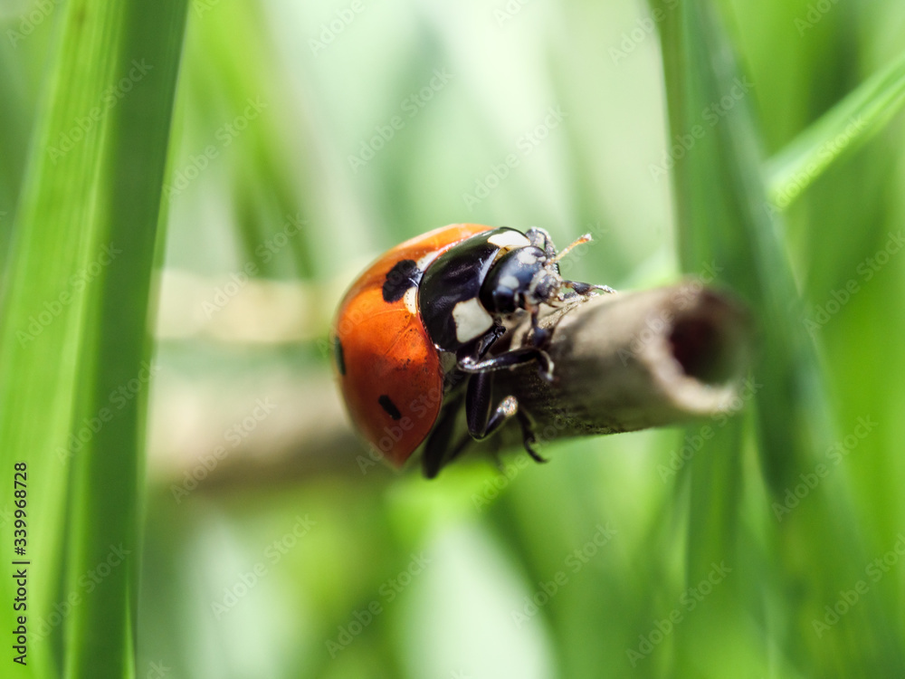 Ladybug in green grass macro photo. Ladybug in green grass macro photo.
