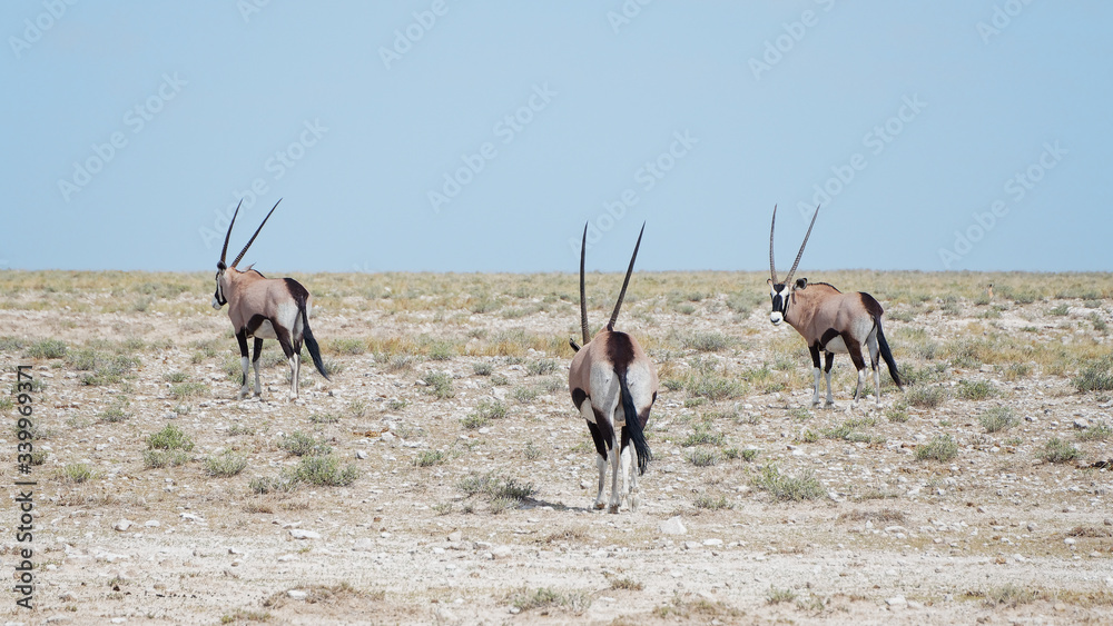 Fototapeta premium Group of gemsboks in Etosha National Park, Namibia