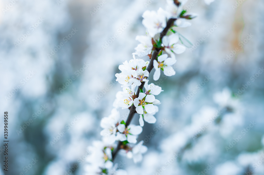 Blooming cherry branch in blue green tones. Spring trees. Blooming cherry branch in blue green tones. Spring trees.