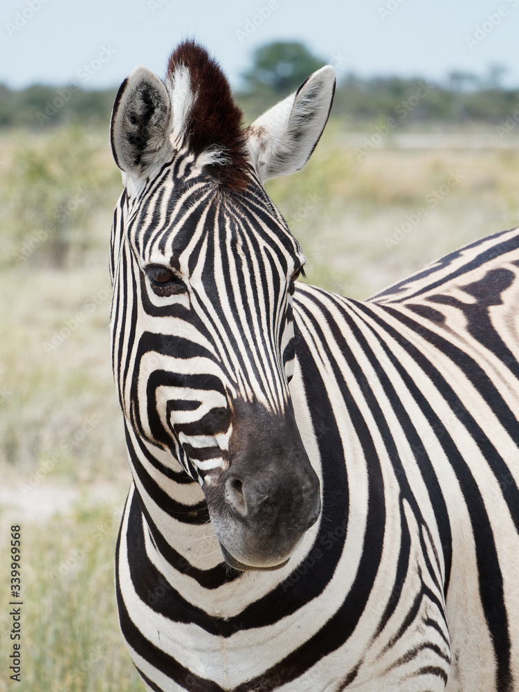 Fototapeta premium Close-up of a zebra in Etosha National Park, Namibia