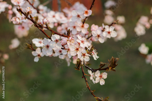 Spring flowering in orchard on blurry background
