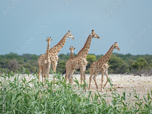 Group of giraffes in Etosha National Park, Namibia