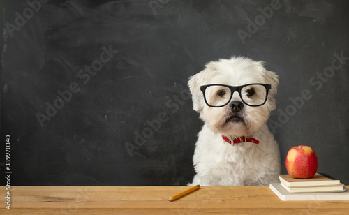 Fototapeta Naklejka Na Ścianę i Meble -  Dog at school