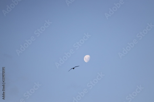 the moon and a seagull