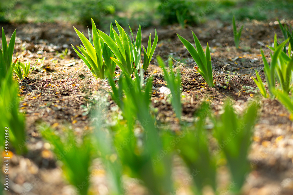 spring tulip wood forest spring tulip wood forest